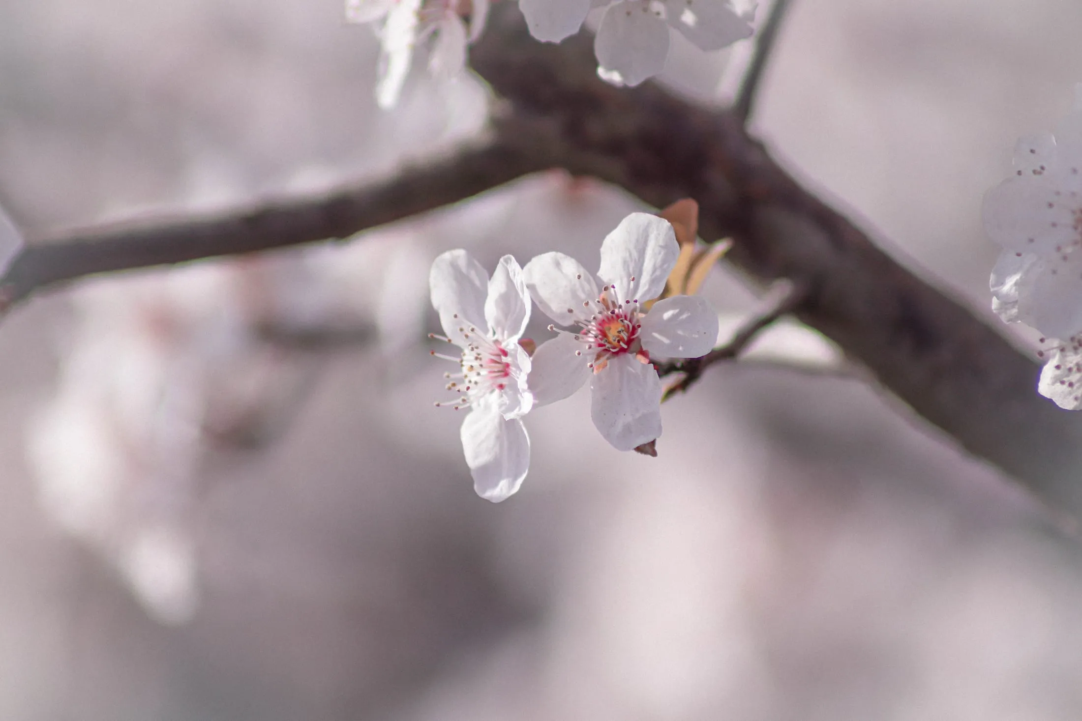 White blossom against a muted backdrop