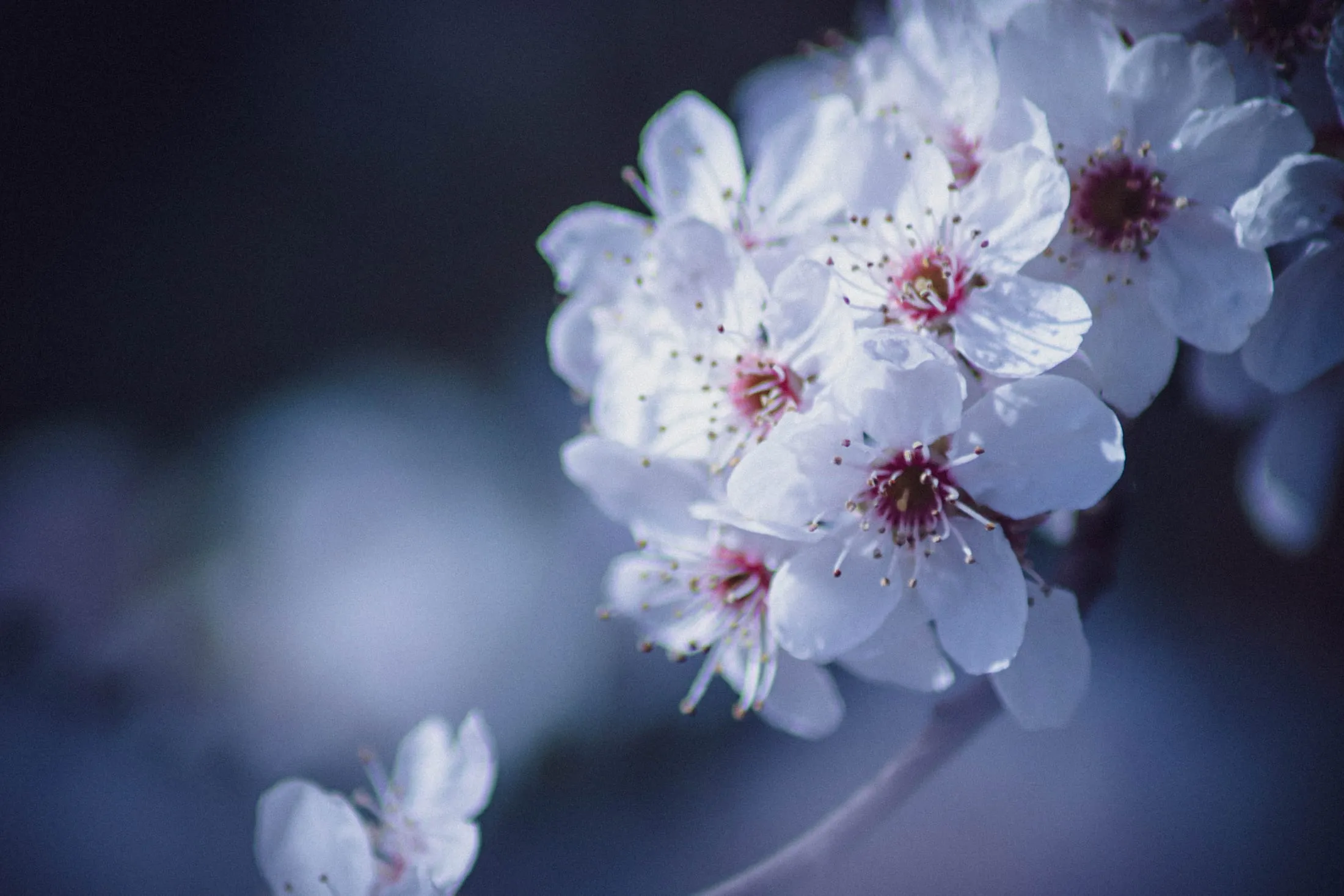 A cluster of spring blossom