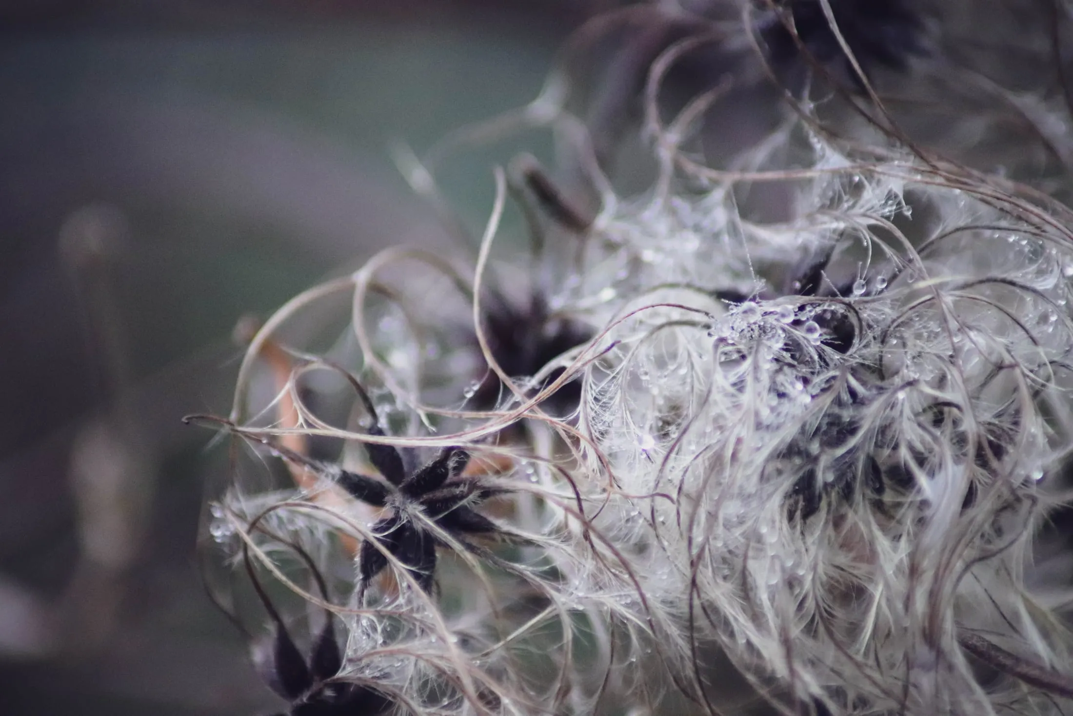 A wild seed head catching the light