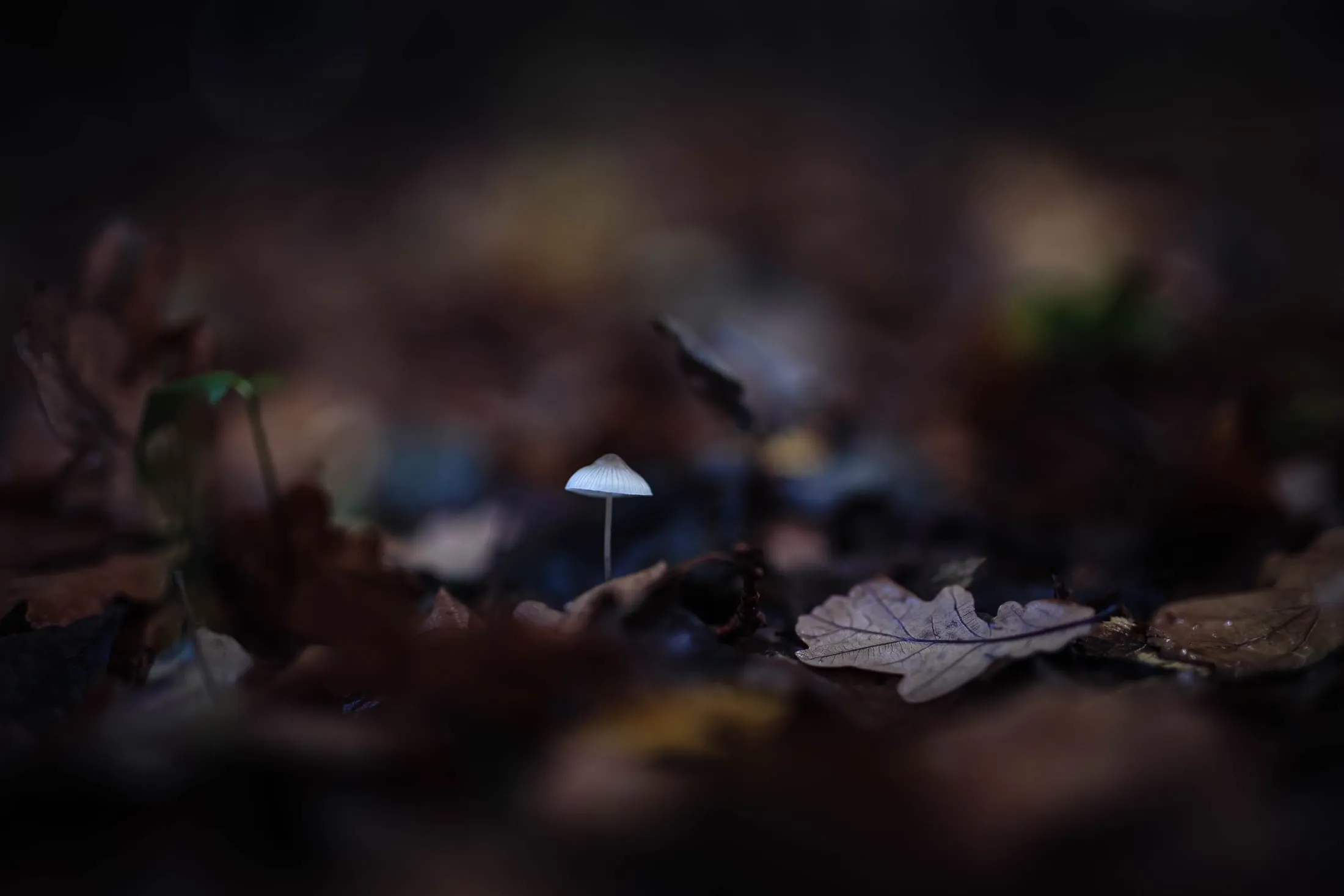 A tiny mushroom on the dark forest floor