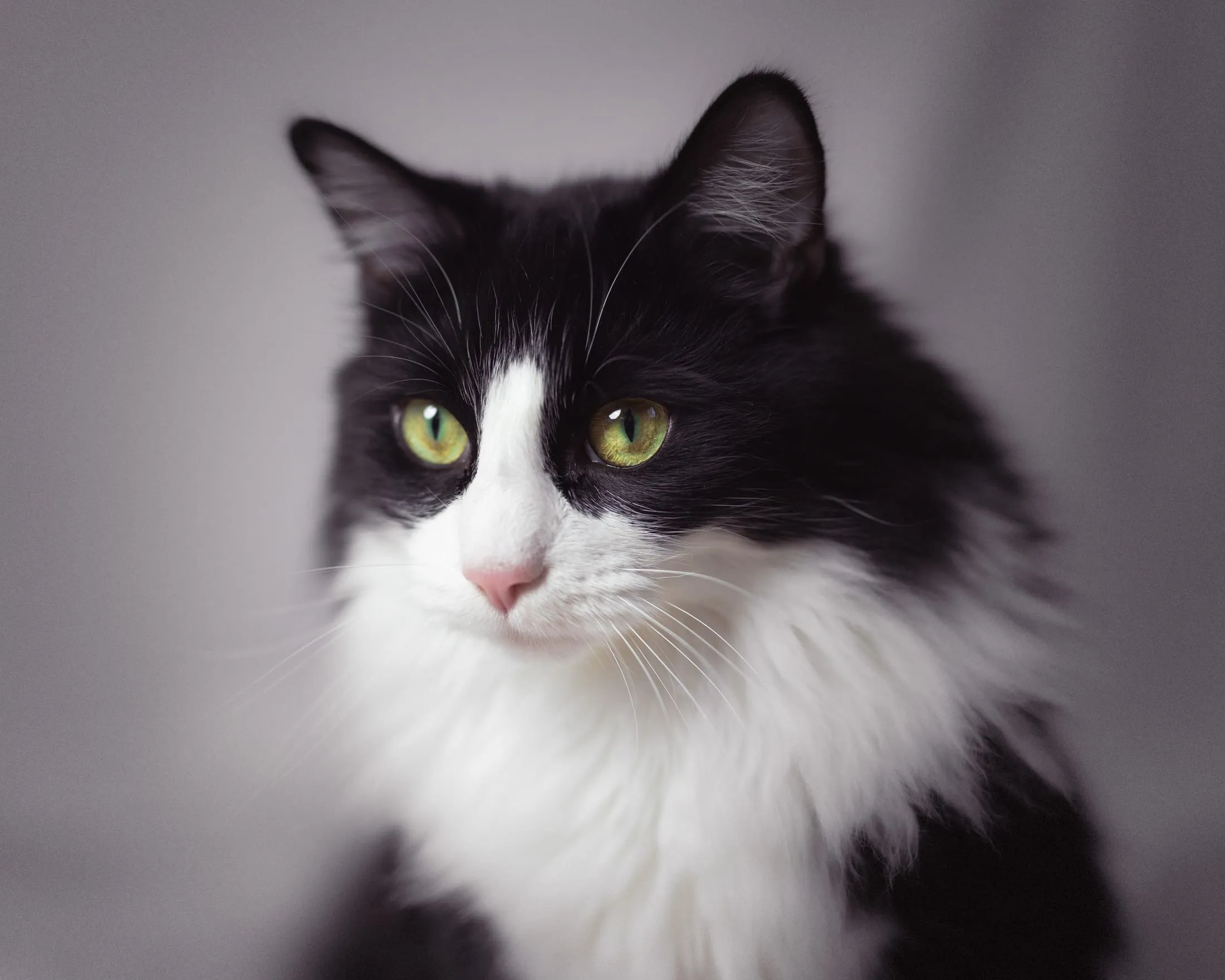 Fine-art pet portrait in low light
