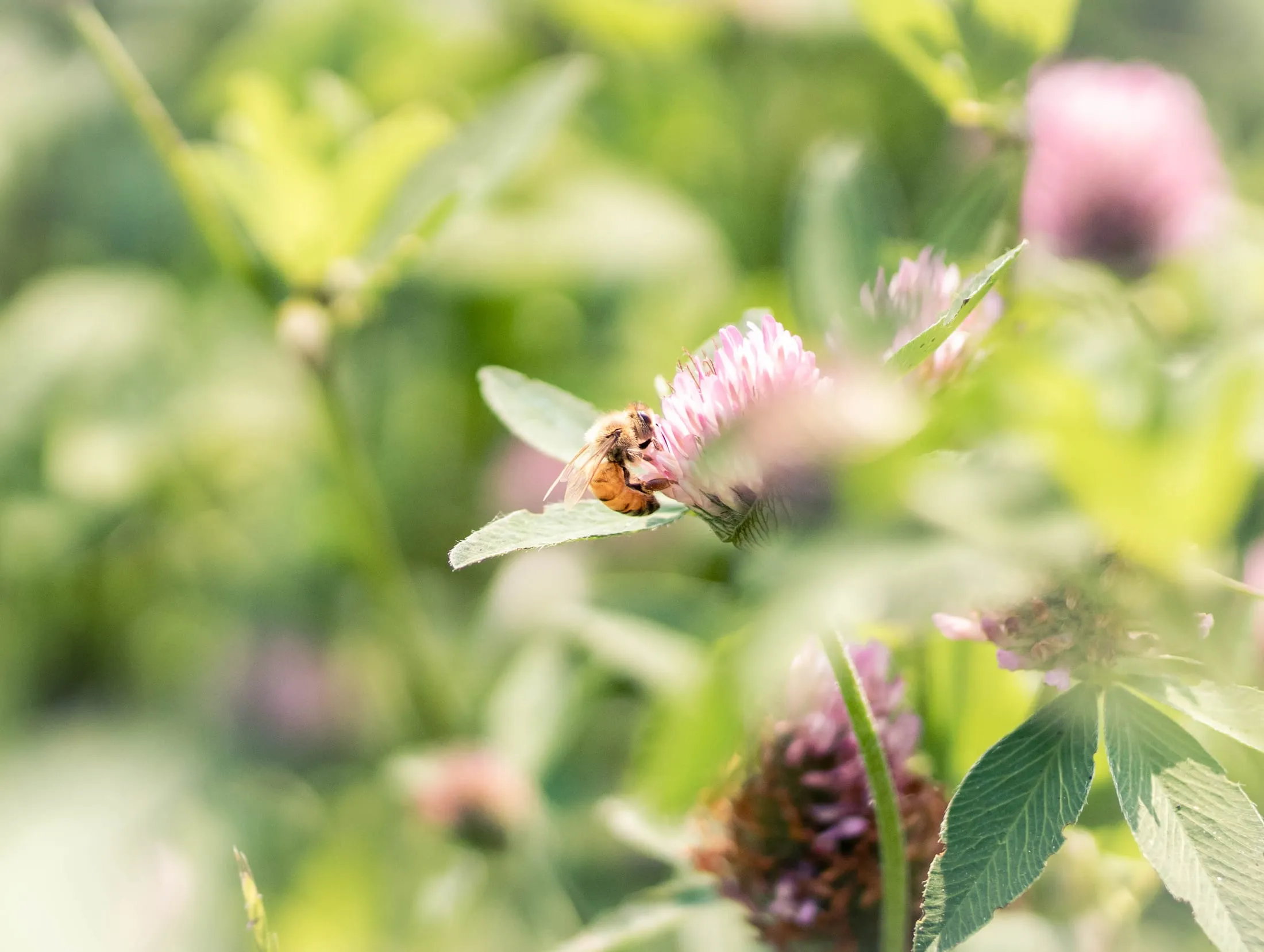 A bee feeding on a clover flower