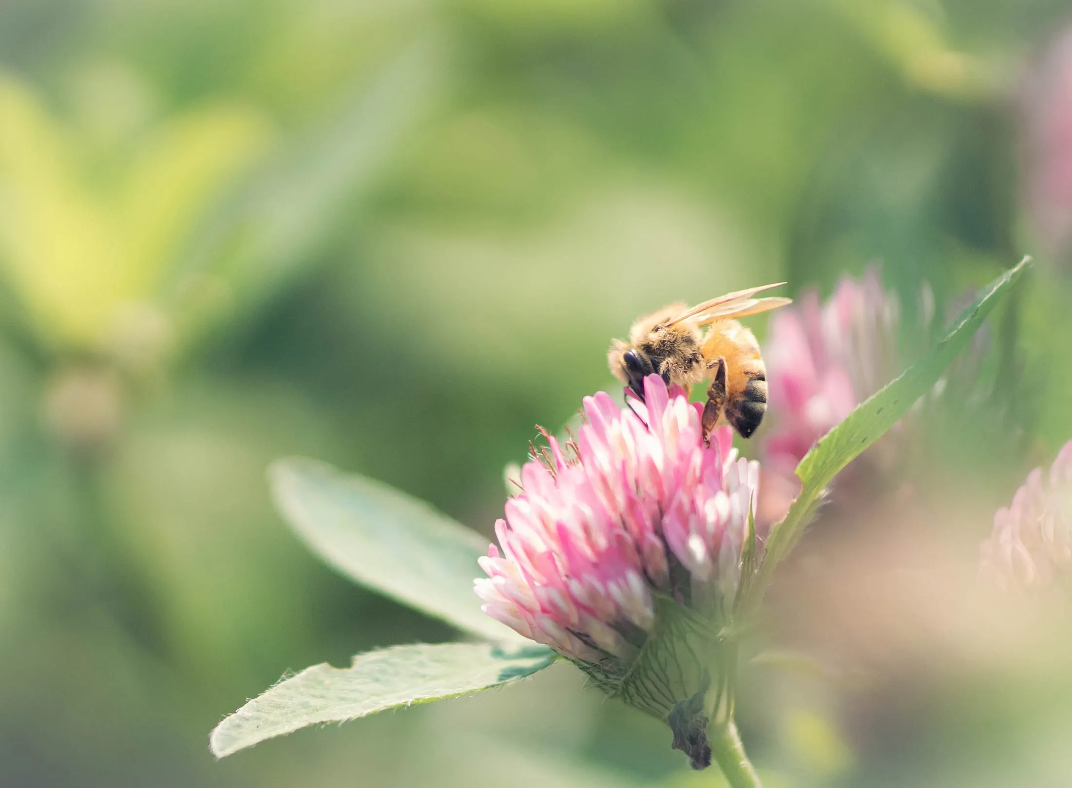 A bee on a pink thistle