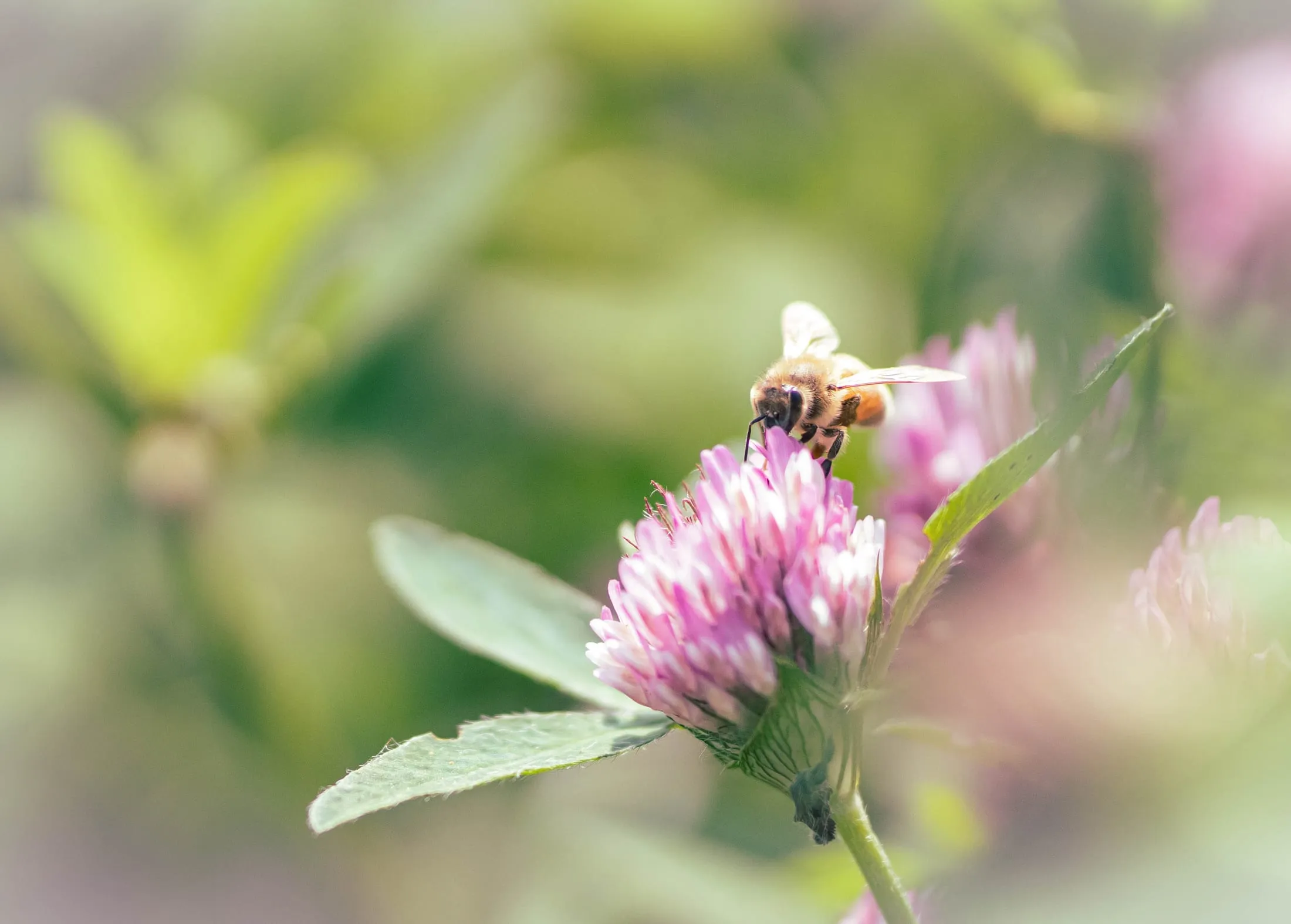 A pink clover flower in soft focus