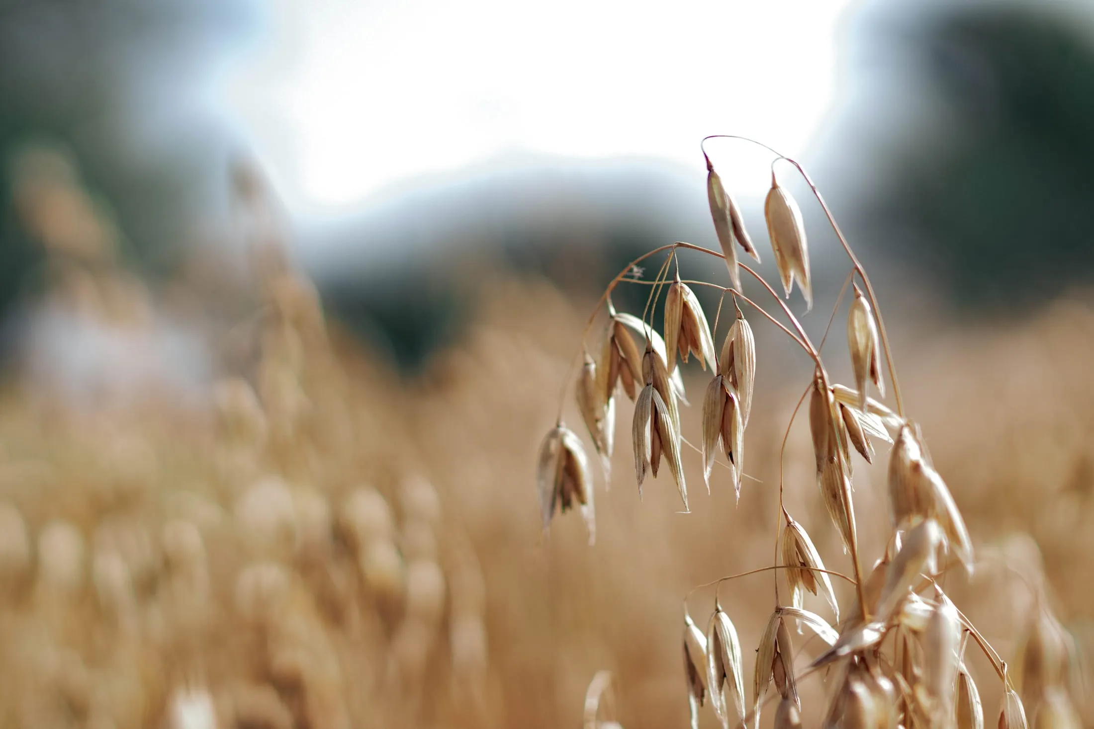 Seed heads of wild grass