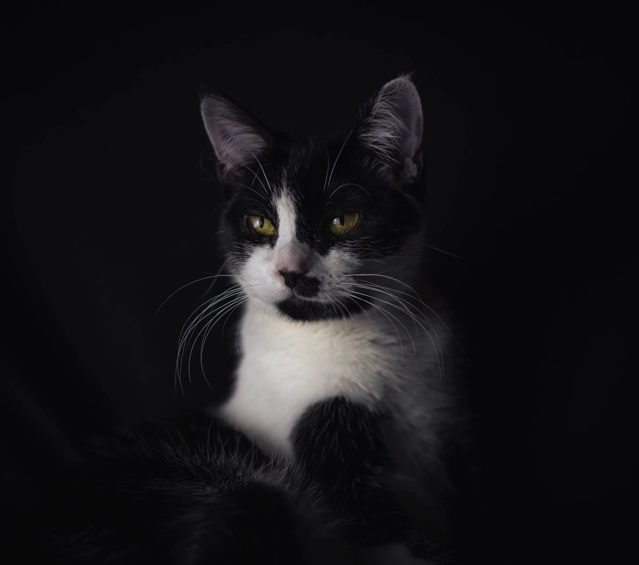 Black-and-white kitten against a dark backdrop
