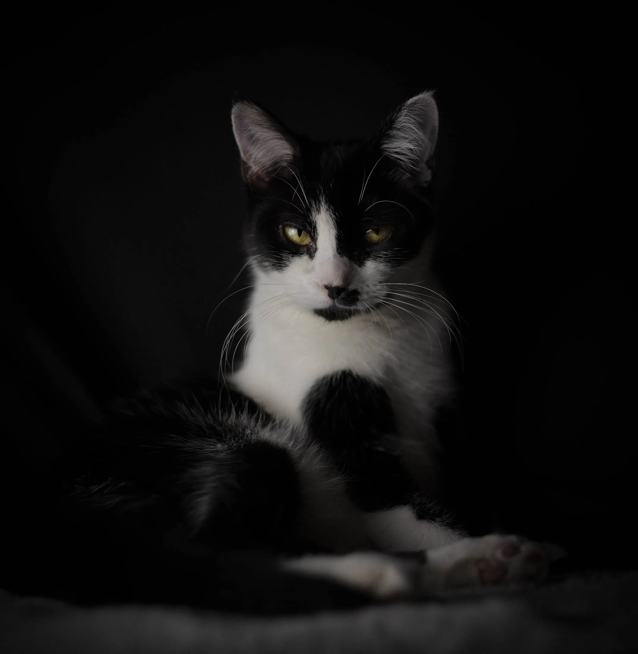 Black-and-white cat resting in low light