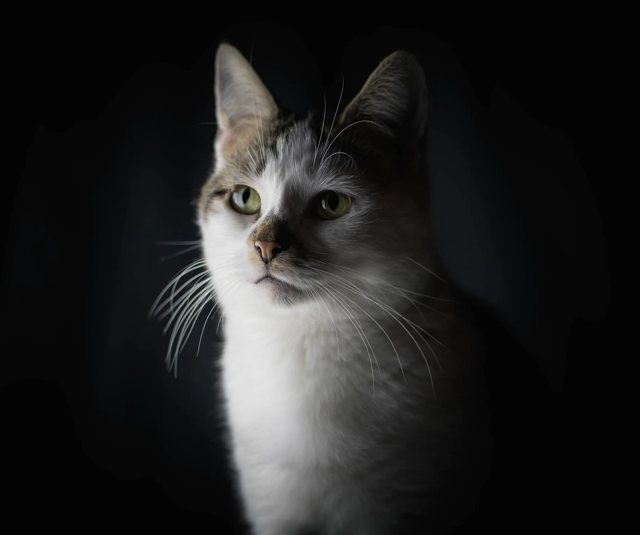Tabby-and-white cat in soft low light