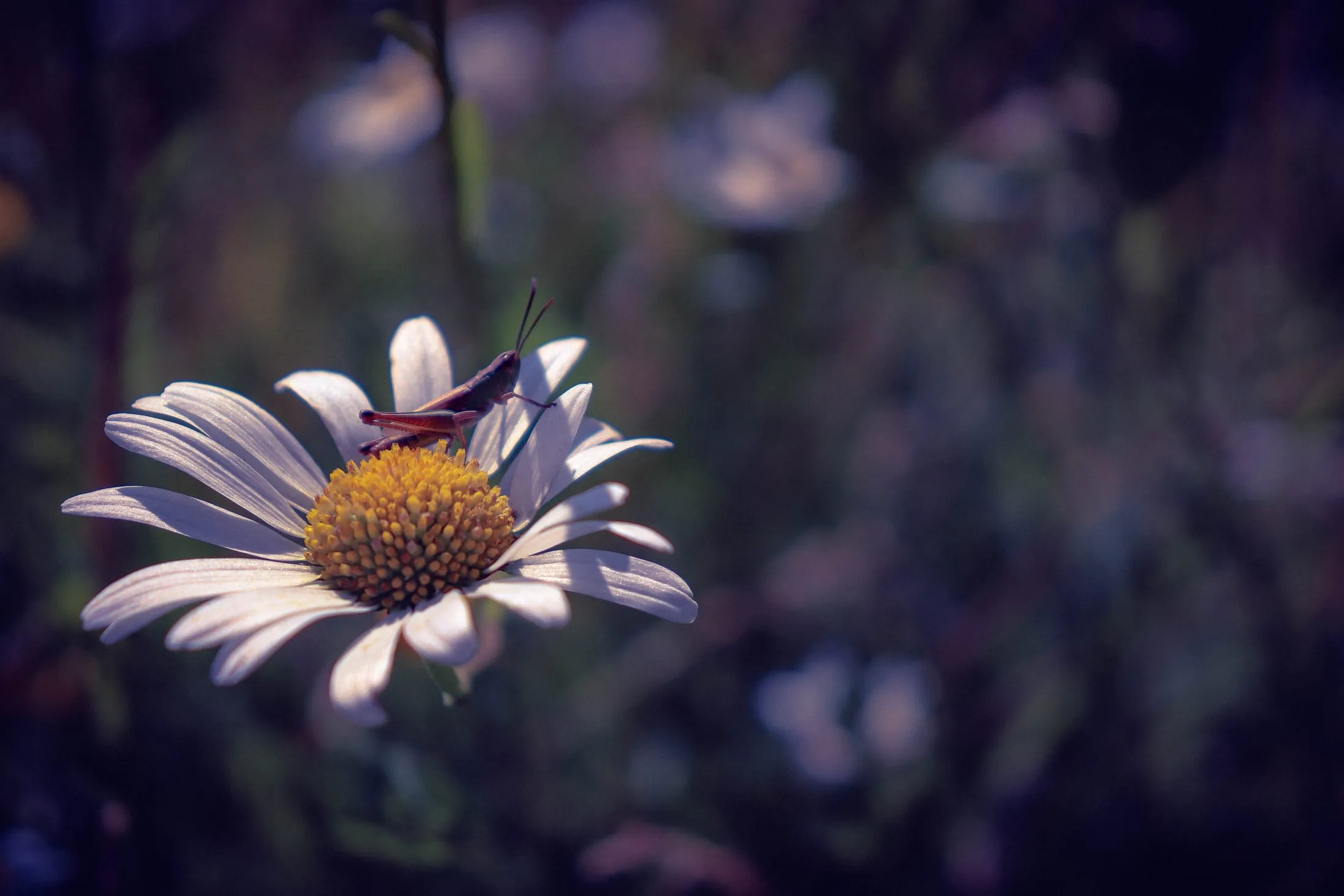 Cosmos flowers in gentle light