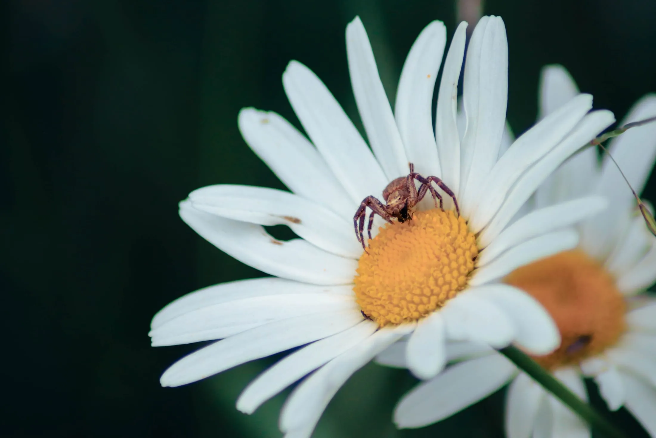 A single daisy