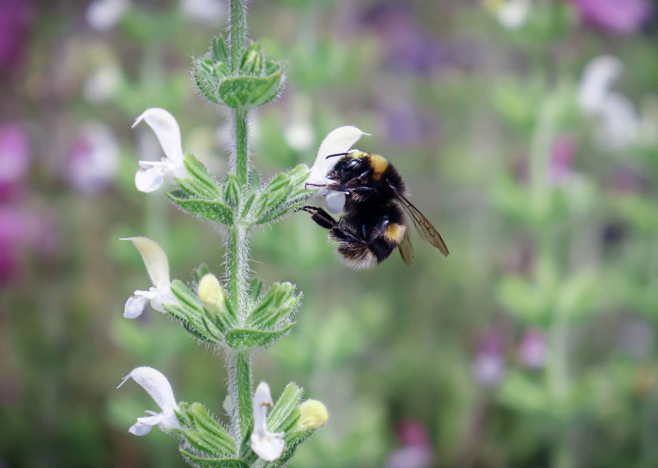 A bee on lavender