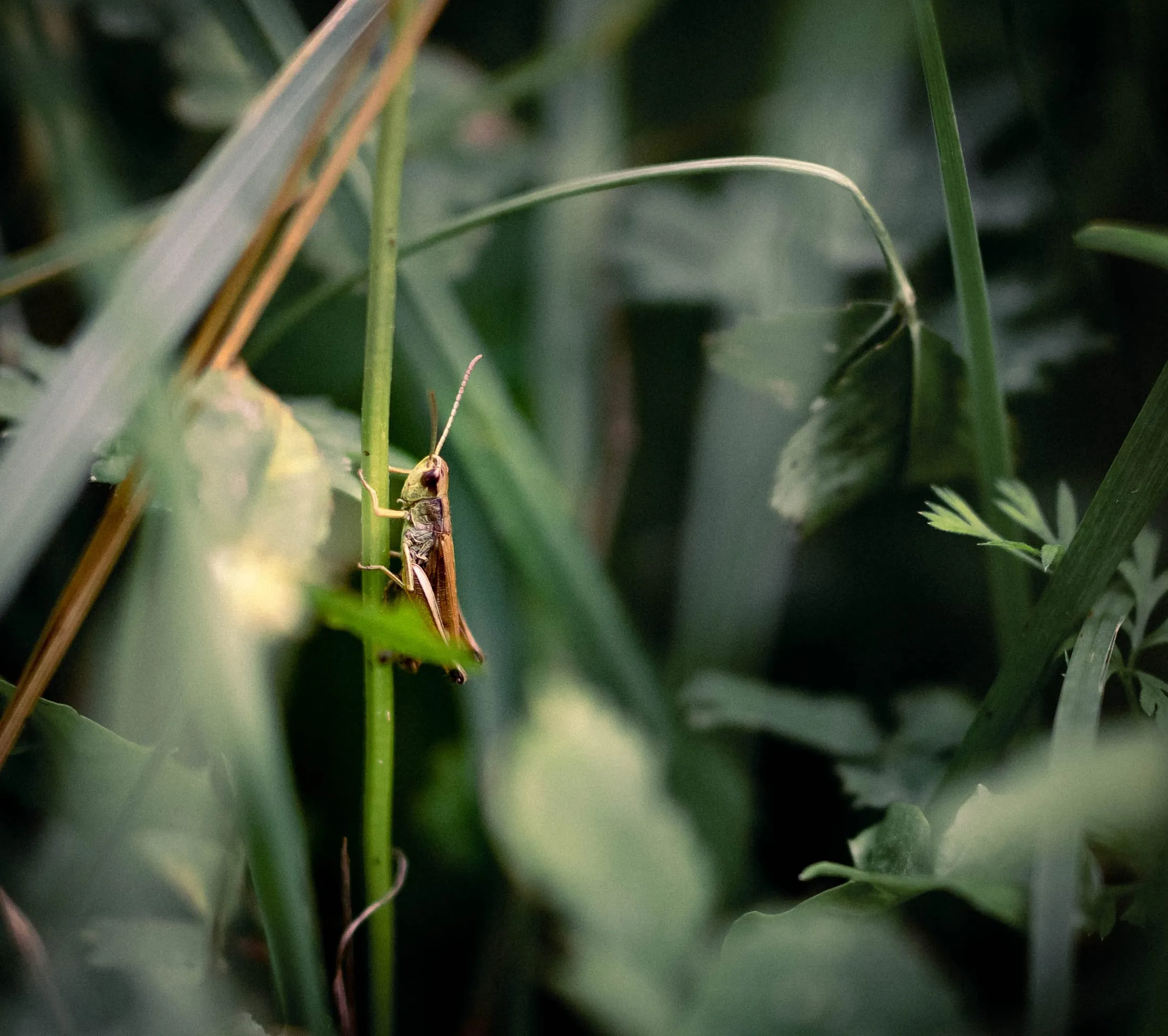 Wildlife half-hidden in the long grass