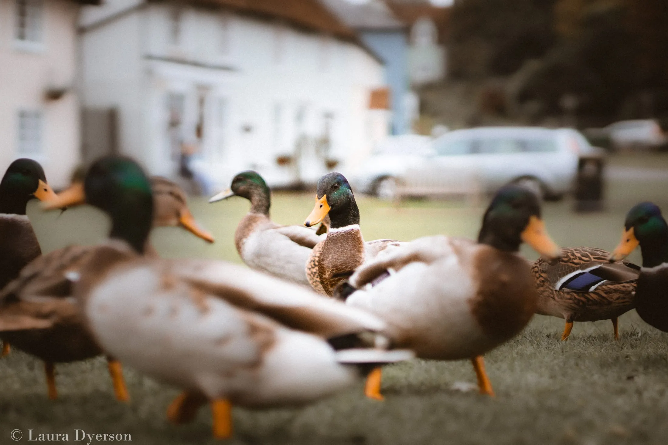 Ducks gathered outside a country building
