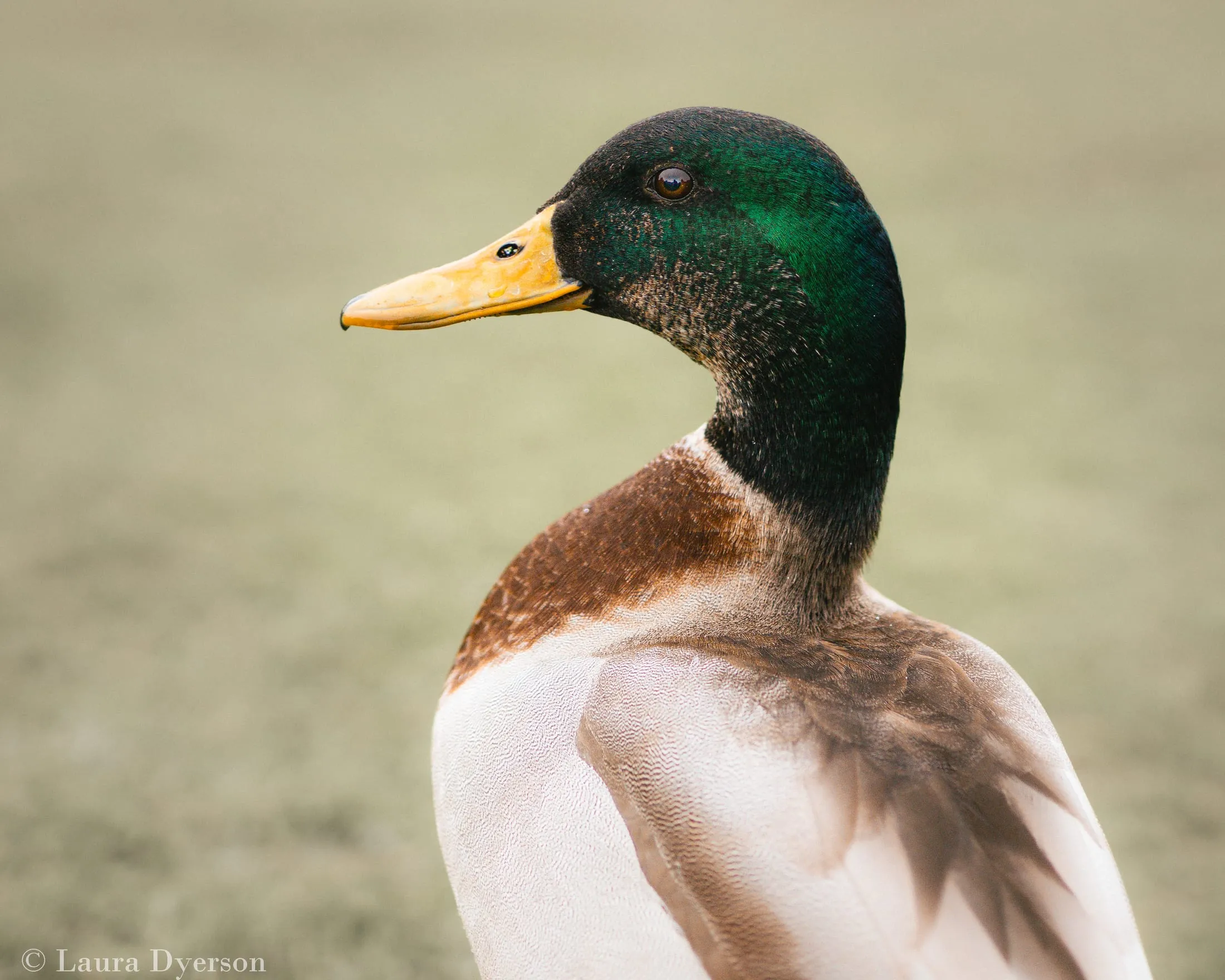 Wildlife photography by The Quiet Portrait