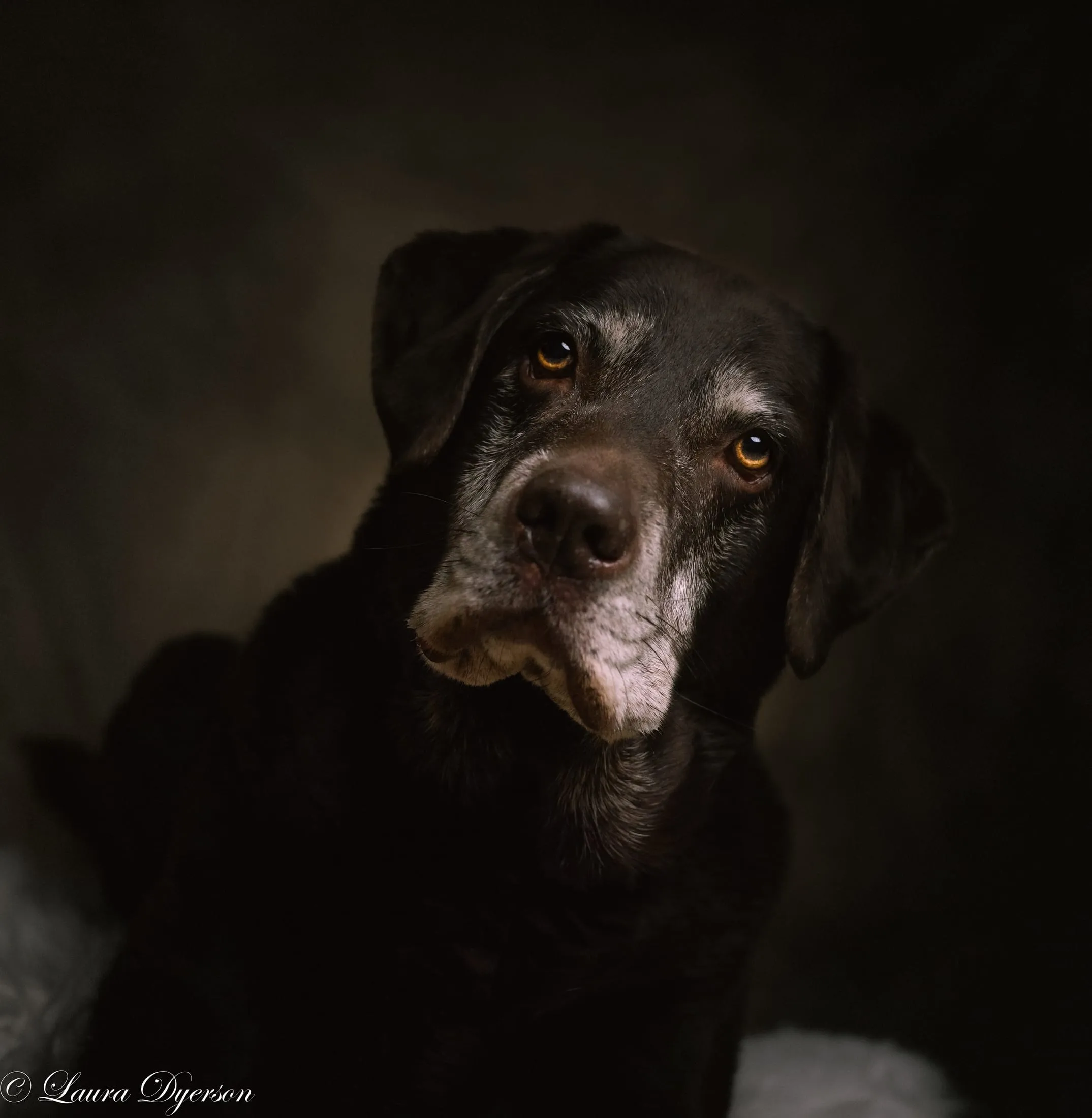 Chocolate Labrador portrait in low, moody light